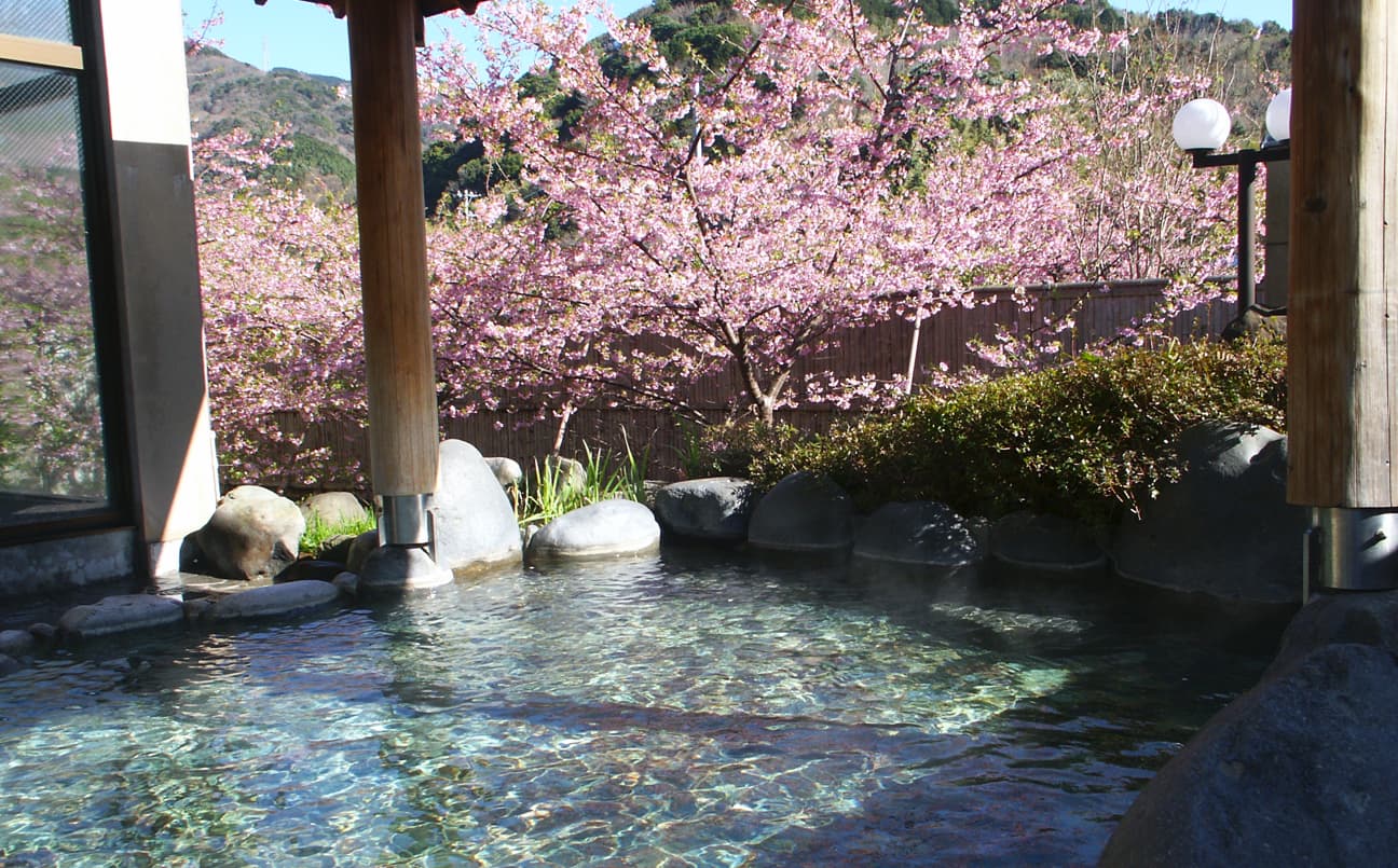 可以賞櫻加泡湯的踊り子溫泉會館