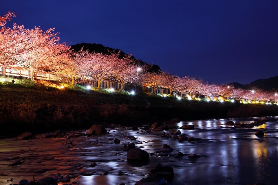伊豆河津櫻花祭舉行夜間點燈