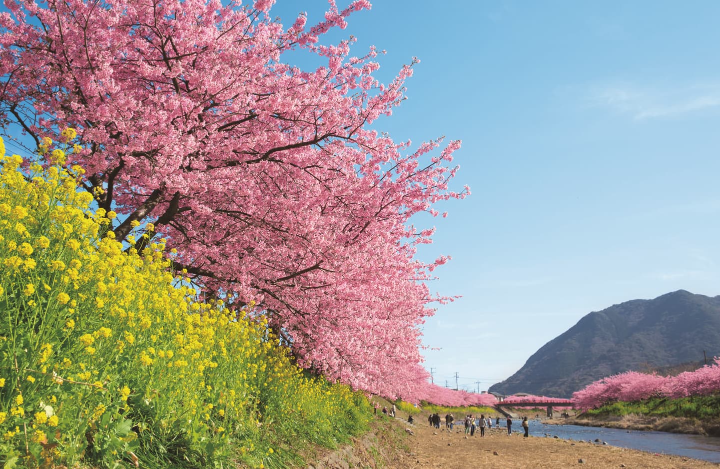 伊豆河津櫻與油菜花的美景
