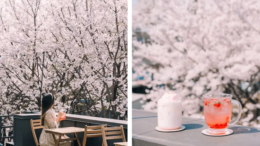 韓國首爾咖啡廳 SUMIF 的頂樓戶外座位區可以看見櫻花盛開


