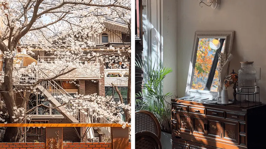 韓國首爾咖啡廳「延南洞櫻花家門口就有櫻花樹