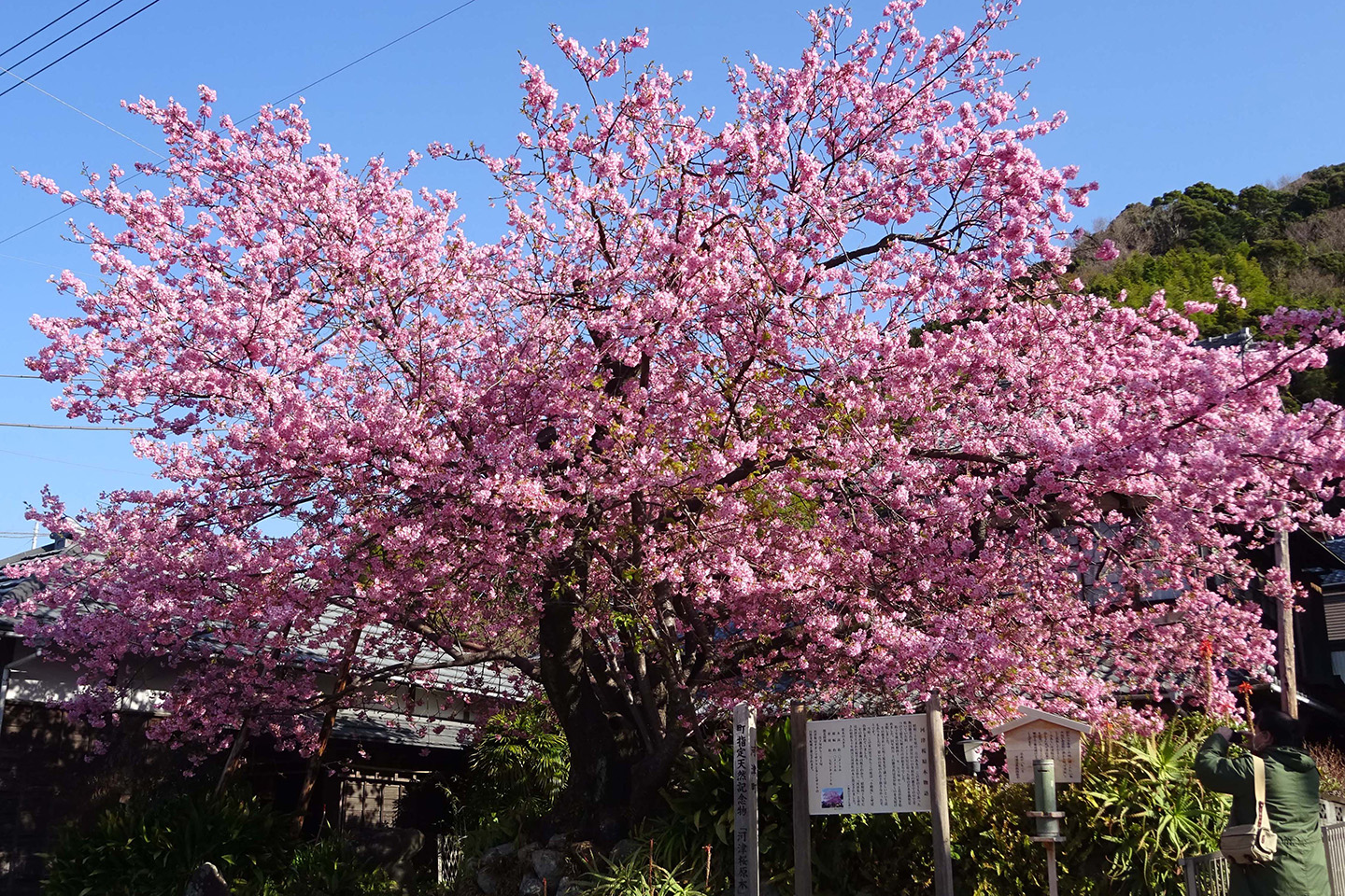 伊豆河津櫻原木盛開櫻花
