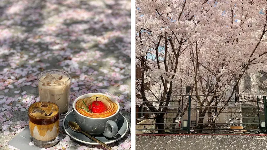 Greylab 戶外區可以賞櫻