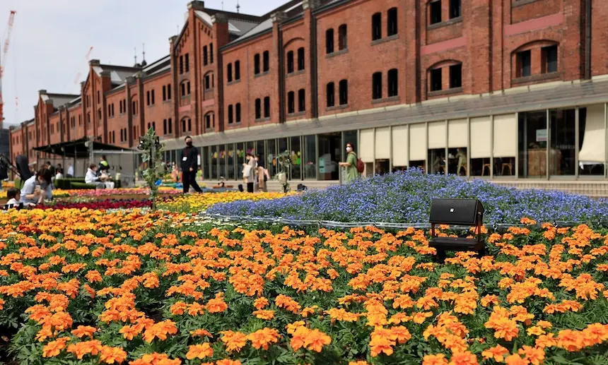 橫濱紅磚倉庫 FLOWER GARDEN 2026 活動現場有上萬株花卉綻放
