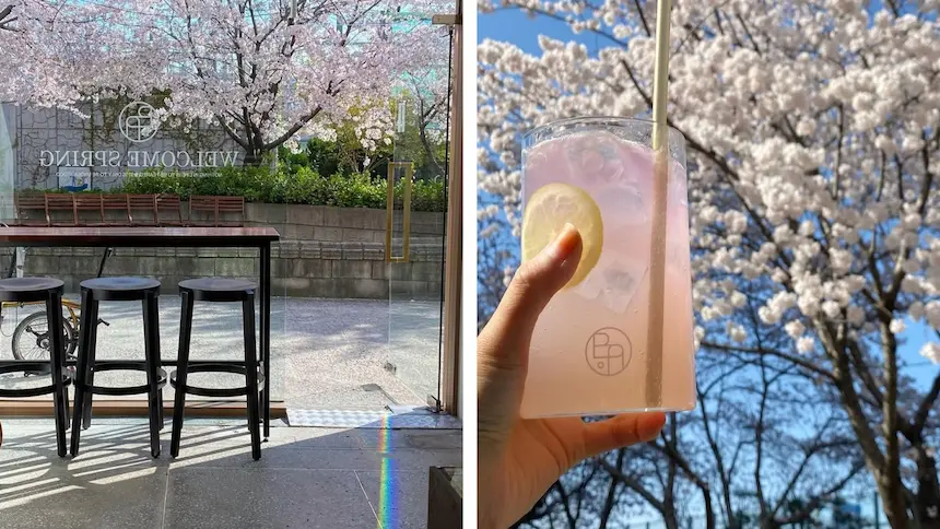 韓國首爾咖啡廳 .A. Cycle Stop 店內可以看到櫻花
