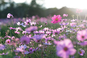 A field of violet flowers