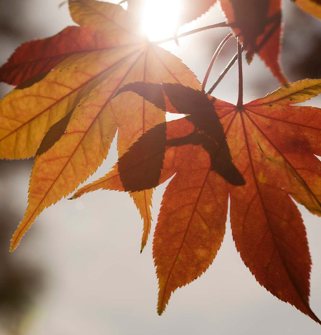Herbst