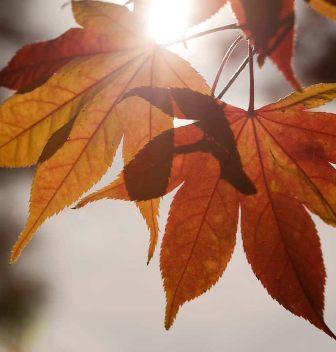 Herbst