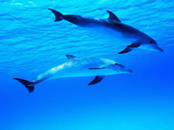 imaginative-dolphin-wallpaper