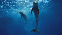 cool-dolphin-wallpaper-for-android