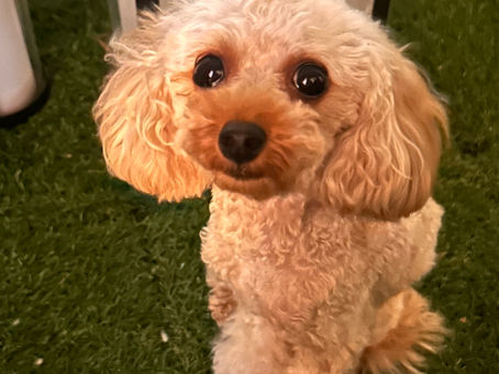 犬との事