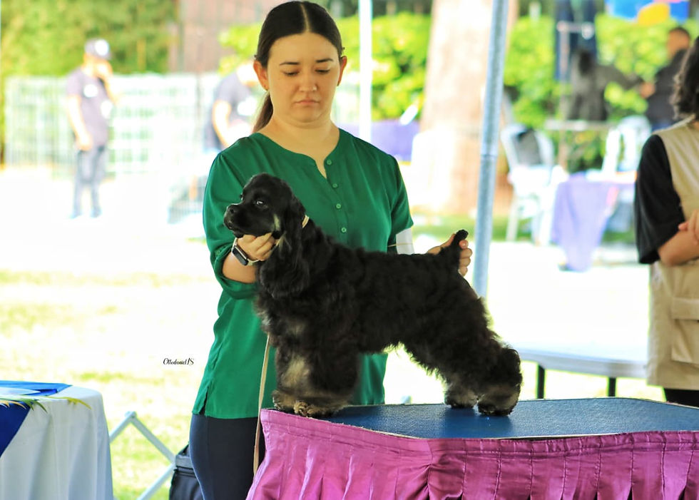 Miniatura: Cocker Spaniel macho siendo presentado en exhibición canina - Del Mondo Pets Guatemala
