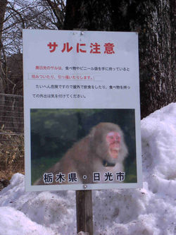 15 macaque Nikko