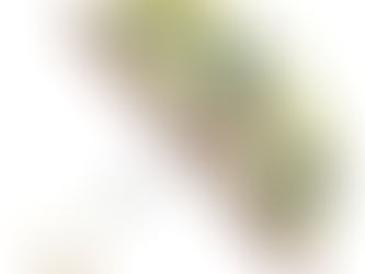 「丸屋根深張傘」とは・・・！？