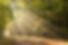 Forest_edited.jpg