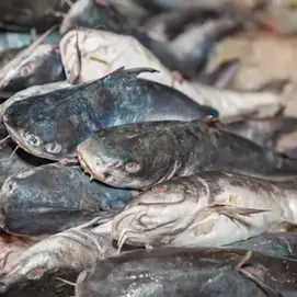 Dan gato por liebre: detectan fraude en 4 de cada 10 pescados en México