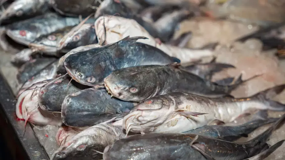 Dan gato por liebre: detectan fraude en 4 de cada 10 pescados en México