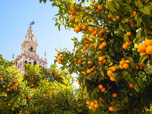 La sombra de los naranjos puede reducir hasta 12 grados la temperatura del pavimento en Sevilla