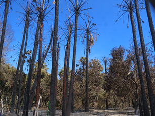 Segundo Incendio en el palmar de Santa Rosa en San José del Cabo podría haber sido provocado