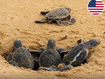 Georgia bate el récord de nidos de tortuga boba en 37 años