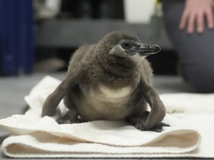 Siete pingüinos africanos en peligro crítico nacen en un acuario de Carolina del Sur