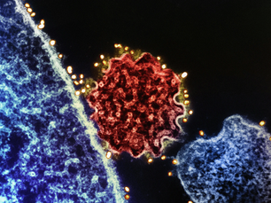 Japón iniciará el primer ensayo de la vacuna contra el virus Nipah en humanos en abril