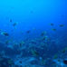 España participa en un proyecto europeo de restauración de ecosistemas marinos
