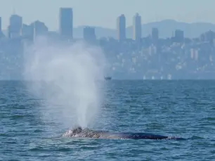San Francisco usa inteligencia artificial para proteger a las ballenas de los barcos