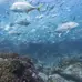 La reserva marina de Cabo San Lucas vuelve a la vida tras años de conservación