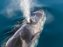 Las ballenas azul y de aleta dan nuevas señales de recuperación en el Atlántico suroriental