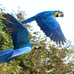Las guacamayas azules y amarillas de Brasil regresan a Río después de 200 años