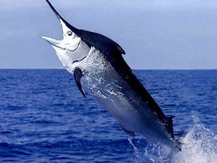 Impulsan pesca deportiva sustentable con reglas más estrictas para la liberación de especies