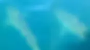 Tiburón blanco aparece en zona poco profunda de la bahía de La Paz