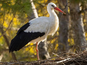 La cigüeña blanca regresa a las Midlands inglesas tras más de 600 años