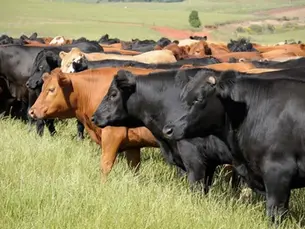 Suspende EU exportaciones de ganado por gusano barrenador