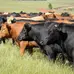 Suspende EU exportaciones de ganado por gusano barrenador