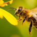 “Tiempo de abejas; son la base de la vida verde”: Luis Manuel Guerra