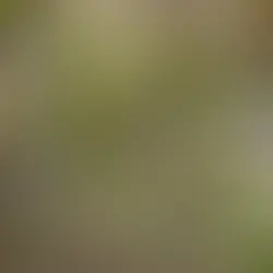 Descubren en Bolivia una nueva especie de gato salvaje