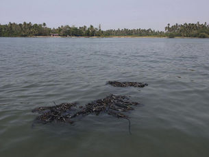 Derrame de petróleo afecta 630 km de costa en el Golfo de México
