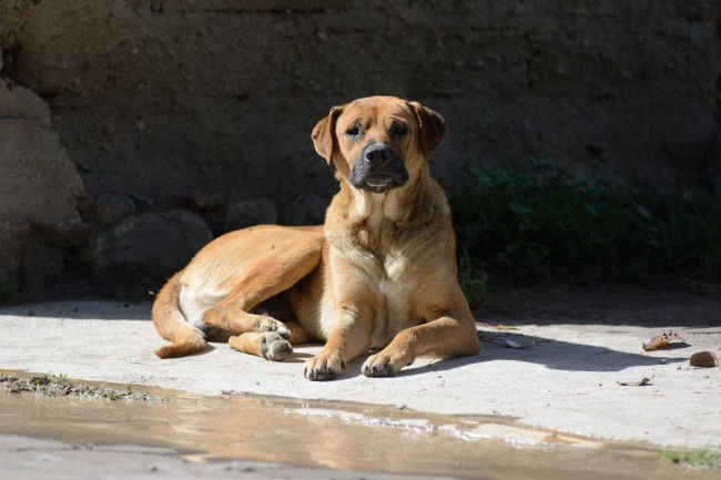 El perrito “Caramelo” se vuelve raza mexicana