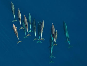El ADN del agua de mar permite conocer la salud genética de los delfines