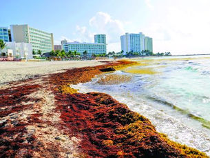 El sargazo ahoga al turismo en el Caribe en plenas vacaciones de verano