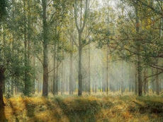 Penn's Woods: Cradle of Conservation