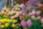 Blumen-2.jpg
