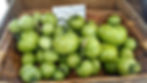 New green tomatoes.jpg