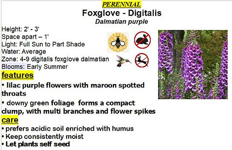 Foxglove digitalis Dalmatiam Purple.JPG