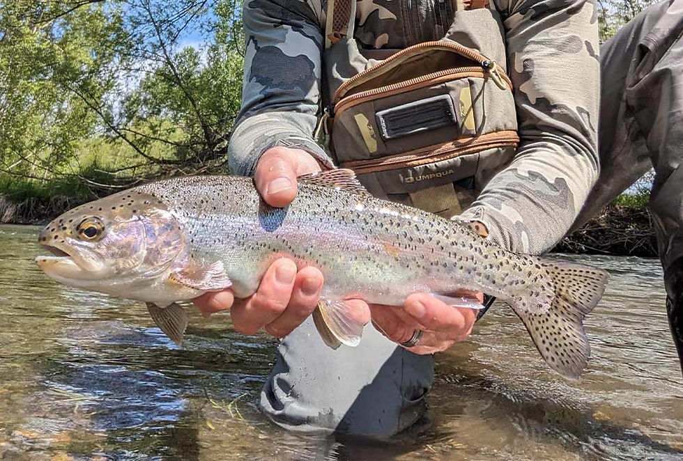 Fly Fishing