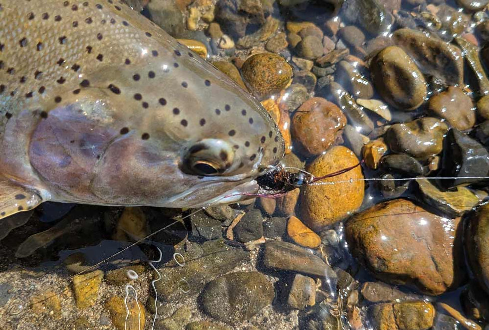 Fly Fishing