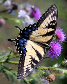 IMG_1181_edited_edited.jpg