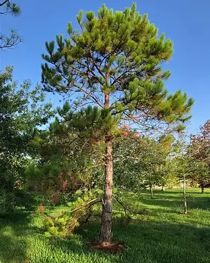 loblolly 1.webp